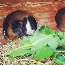 Guinea Pig Diet Guide With Photo Chart Feeding Your Guinea