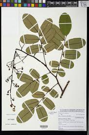 Image result for Dalbergia acutifoliolata