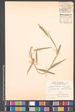 Image result for Hyparrhenia nyassae