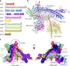 I wish to submit a little proposal. Structure Of The Yeast Swi Snf Complex In A Nucleosome Free State Nature Communications