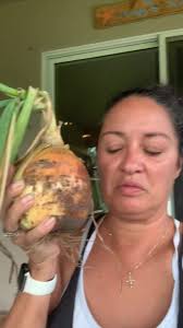 Is a 24.5 inch circumference good for a giant onion?