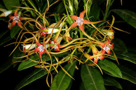 Image result for Strophanthus speciosus