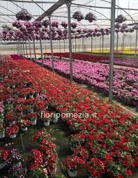 Lo so, ha scritto, è sciocco e futile ma mi mancano lo stesso. Begonia Gigante Fiorista A Pomezia Acquisto Online Invio E Consegna A Domicilio Di Fiori E Piante A Pomezia