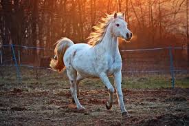 Les solutions pour le cheval ne l est pas de mots fléchés et mots croisés. Avoir Un Cheval Chez Soi Une Responsabilite Qu Il Convient De Bien Considerer Sillonbelge Be