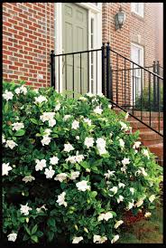 Gardenia Planting Guide Gardenia Plant Garden Shrubs Gardenia Bush
