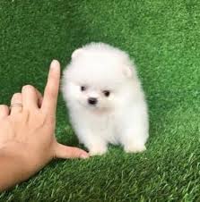 Is is not possible to get pomeranians in nintendogs since this breed is not available in the game. Awesome Teacup Pomeranian Puppies Ready Now Dubai Pomeranian Puppy Teacup Pomeranian Pomeranian Puppy Teacup