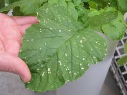Image result for thrips damage on cucumber