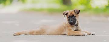 There's so much more to know about the belgian malinois german shepherd mix, other than the fact that it's a herding canine and a versatile mashup of its purebred parents. Belgian Malinois Breed Facts Temperament Pet Side