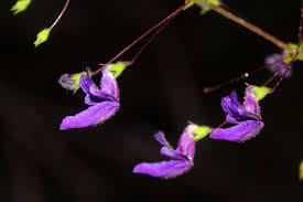 Image result for Equilabium