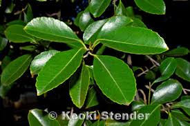 Image result for Elaeodendron