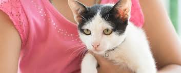 Bir Kedi Yerden Nasil Alinir