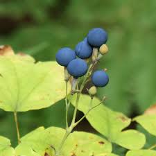 Image result for Blue Cohosh