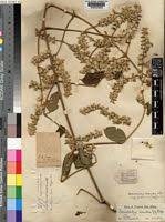 Image result for Sericostachys