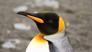 There are 17 species of penguin, each slightly different. The Second Largest Of All Penguin Species After The Emperors King Penguins Can Stand Over 3 Feet Tall Description From King Penguin Penguin Species Penguins