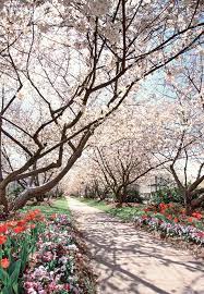 There S Nothing Better Than This Epic Festival In Georgia Cherry Blossom Festival Georgia Vacation Macon Georgia
