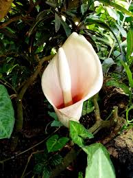 Image result for Amorphophallus