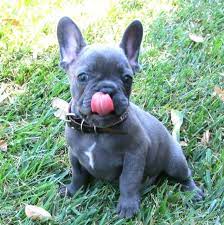 Phoebe and picabo are sold! Blue Frenchie 3 Franzosische Bulldogge Grau Franzosische Bulldogge Bulldogge