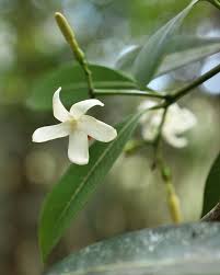 Image result for Ochrosia