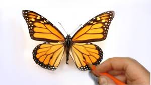 How To Illustrate A Realistic Butterfly That Will Flutter Off Of The Paper Youtube Flying butterfly drawings donkeydiaries co. how to illustrate a realistic butterfly that will flutter off of the paper