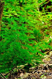 Image result for Asparagus flavicaulis