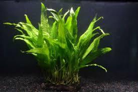 Java Fern For Sale In 2020 Live Aquarium Plants Planted Aquarium Freshwater Aquarium Plants