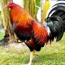 Temukan gambar ayam bangkok lucu & gambar ayam jago keren, unduh 9.000 gambar hd gratis!. Ayam Filipina Mura Twitter àªªàª° Fatra Farm Peternakan Ayam Filipina Dan Bangkok Puruk Cahu Dan Teluk Jolo Murung Raya