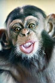 New Lhdc Clothing Monkeys Funny Monkey Pictures Baby Chimpanzee