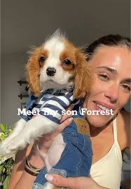 Meet Forrest: The Adorable Cavalier King Charles Puppy!