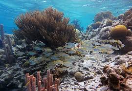 Bonaire Snorkeling How Good Is It