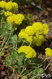 Image result for Eriosema pauciflorum