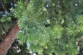 Image result for Afrocarpus falcatus