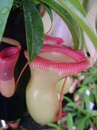 Black And White Images Of Pitcher Plant Nepenthes Ventricosa Is A Tropical Pitcher Plant Endemic To The Philippines Where It Is A Highland Species Gr Unusual Flowers Carnivorous Plants Weird Plants