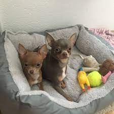 Pin On Kort En Langharig Chichuahua