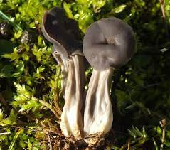 Maybe you would like to learn more about one of these? Helvella Lacunosa Elfin Saddle Fungus