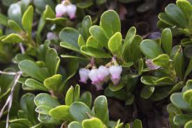Planting evergreen shrubs in your front yard makes it more appealing. Cold Hardy Evergreen Shrubs Choosing Evergreen Shrubs For Zone 4 Gardens