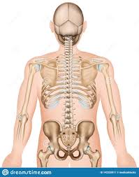 Lateral labeled diagram of the human vertebral spinal column showing vertebrae numbering order and the 5 different regions of the spine. Diagram Diagram Of Back And Hip Bones Full Version Hd Quality Hip Bones Avdiagrams Cefalubb It