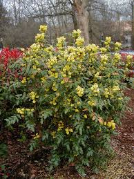 Full sun to part shade (best flowering in full sun) this heavy bloomer boasts two inch, deep yellow flowers. Mahonia Aquifolium Compacta Dwarf Oregon Grape Zone 5 3 6 H And W Dry Shade Plants Oregon Grape Plants Under Trees