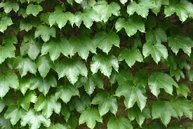 Vine creeper stock photos and images. Parthenocissus Quinquefolia Virginia Creeper Virginia Creeper Woodbine North Carolina Extension Gardener Plant Toolbox