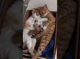 Kedi Ailesi Youtube