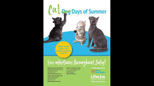 Located in sherwood, or 🌲 follow us for adorable cat pics and more!🐱 linktr.ee/catadoptpdx. Cat Days Of Summer Multiple Agencies Offering Free Adoptions Throughout Month 11alive Com