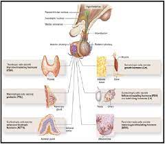 The pituitary gland is often called the master gland because it controls several other hormone glands in your body, including the thyroid. Biologi Gonzaga Kelenjar Pituitary