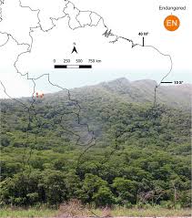 Image result for Macropsychanthus