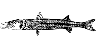 Barracuda Fisch Tier Kostenlose Vektorgrafik Auf Pixabay
