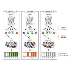 Are g proteins found only in animal cells. A Global Map Of G Protein Signaling Regulation By Rgs Proteins Sciencedirect