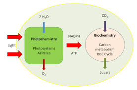 Light dependent and light independent reactions. The Path Of Carbon In Photosynthesis Encyclopedia Of The Environment