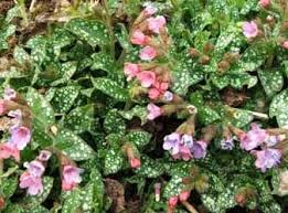 In this part of the site, you can identify trees, shrubs or perennials by the shape or color of their leaves. Image Low Growing Perennials Pink And Blue Flowers Perennials