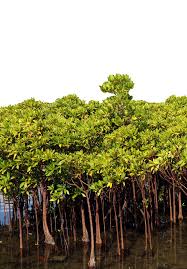 Image result for Hydrostachys insignis