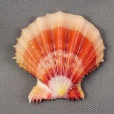 Startpage Picture Search Sea Shells Shells Fossils