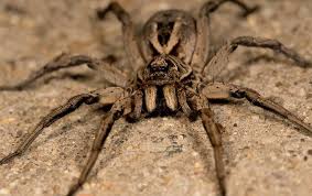 This happens often with a person rolling over in bed, which is exactly what i did. Differences Between Wolf Spiders Brown Recluse Spiders In Nashville