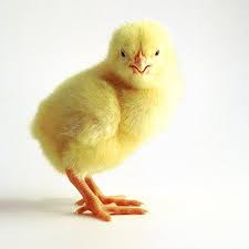 Sisa cangkang telur diantara bunga tulip yang indah. Gambar Anak Ayam
